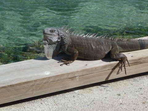 dockmaster-biras-creek-resort