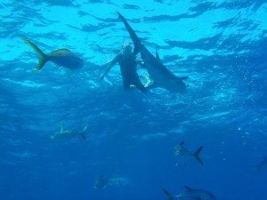 Swimming with some of the "friendly" Reef Sharks at Danger Reef