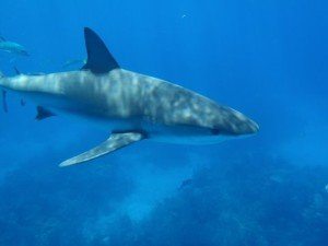 Reef Shark at Danger Reef