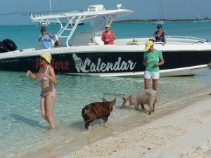 Feeding the pigs at Big Major Cay